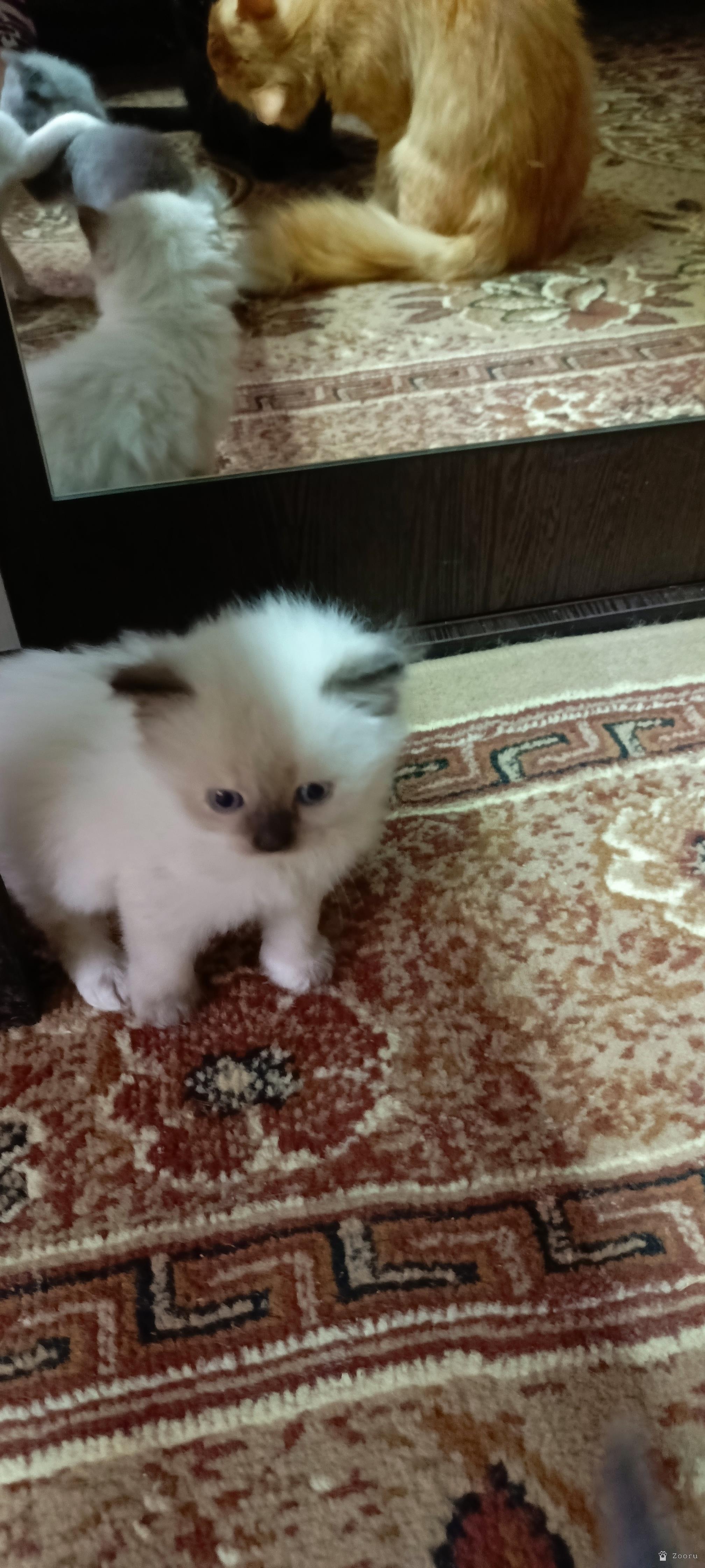 В добрые руки