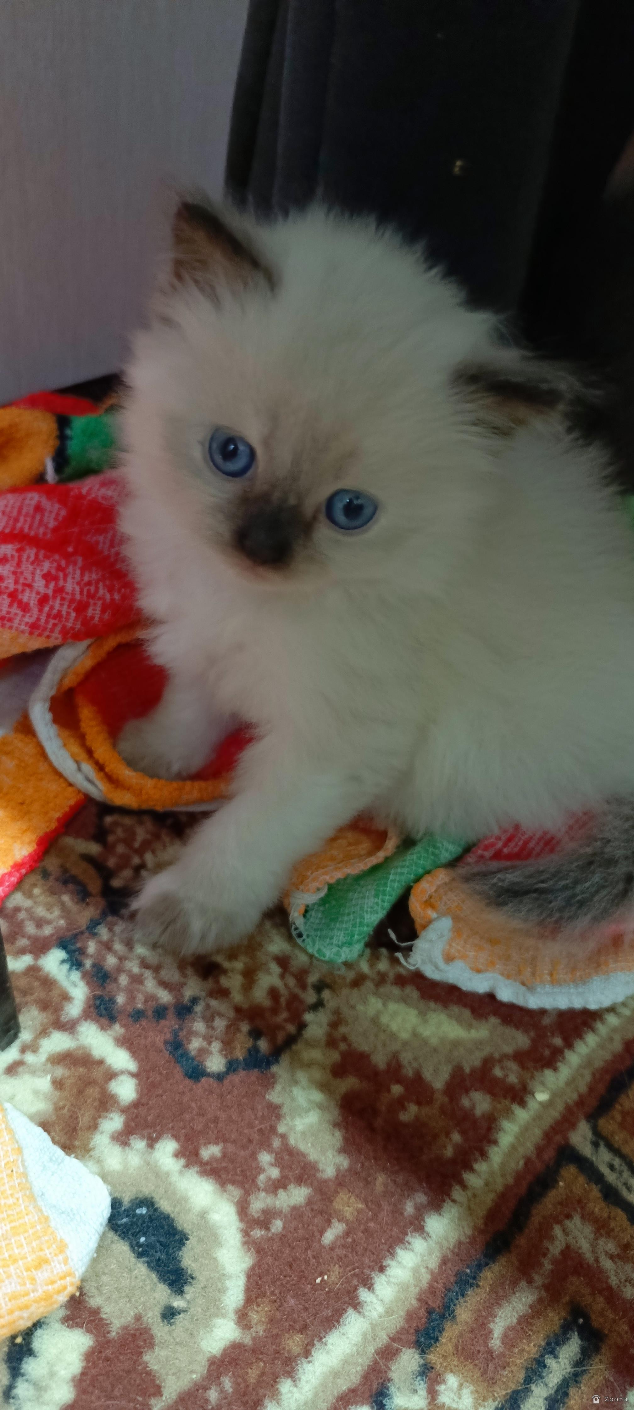 В добрые руки