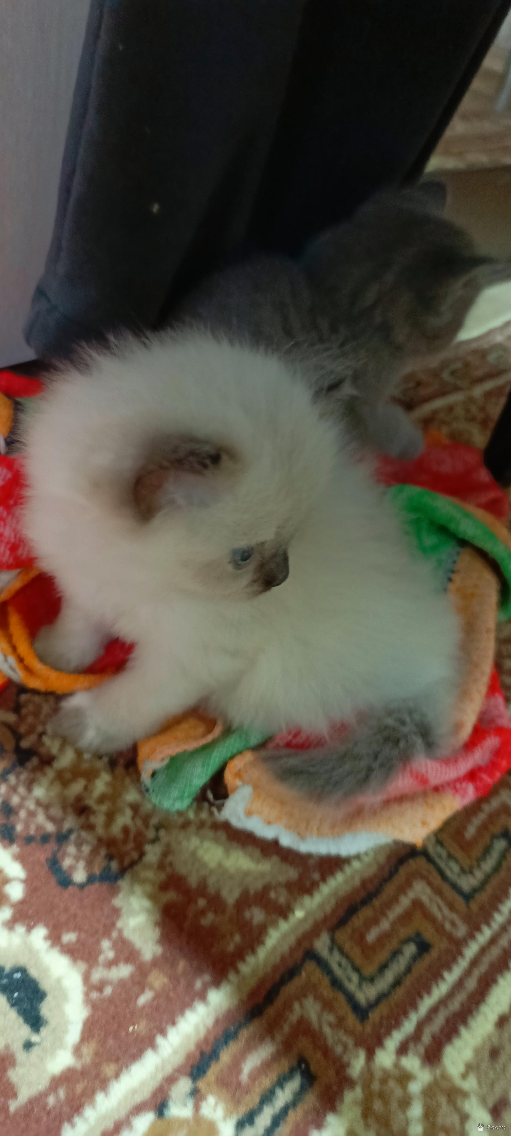 В добрые руки