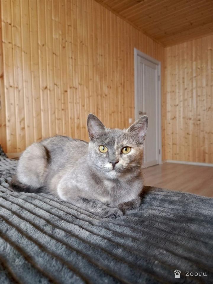 Мышка