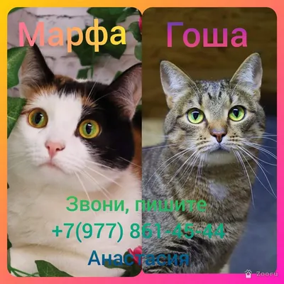 Марфа и Гоша