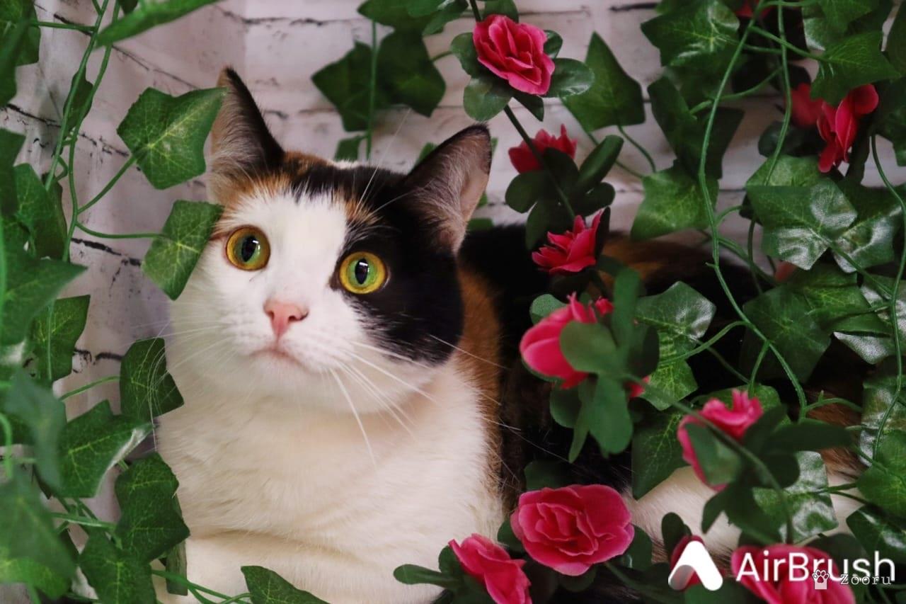 Марфа и Гоша