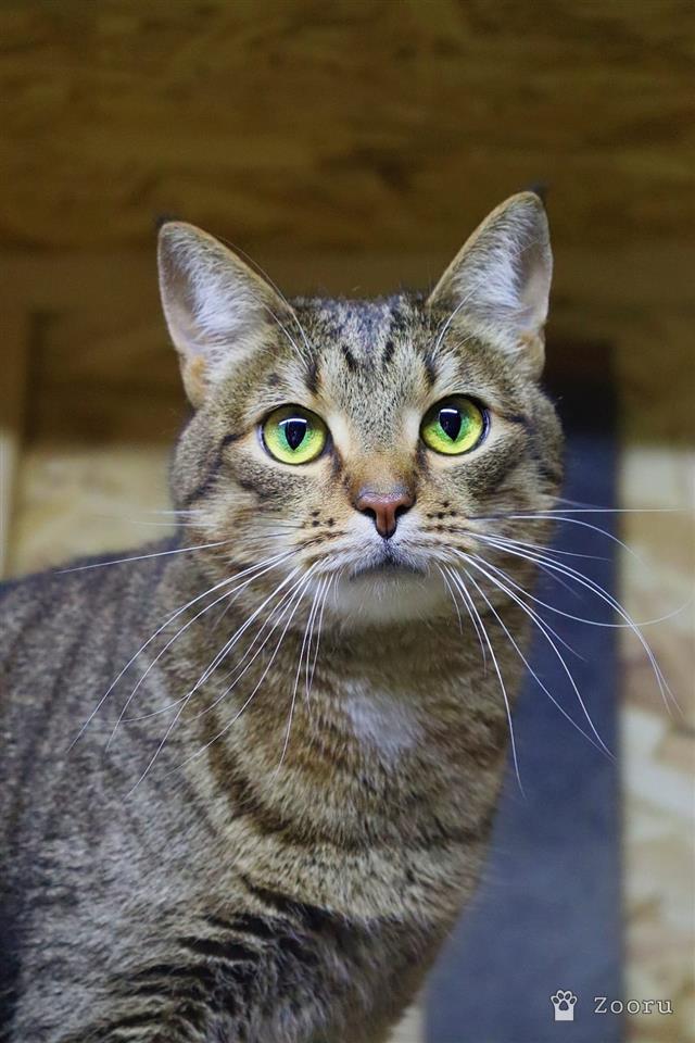 Марфа и Гоша