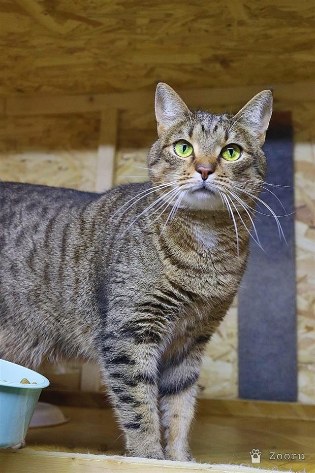 Марфа и Гоша