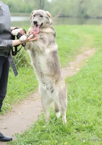 Макс