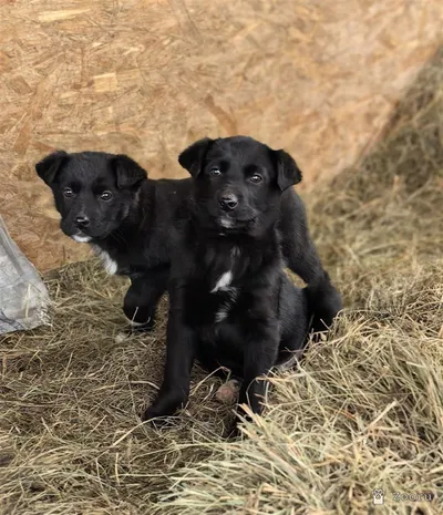 ФУНТИК И ГАЕЧКА