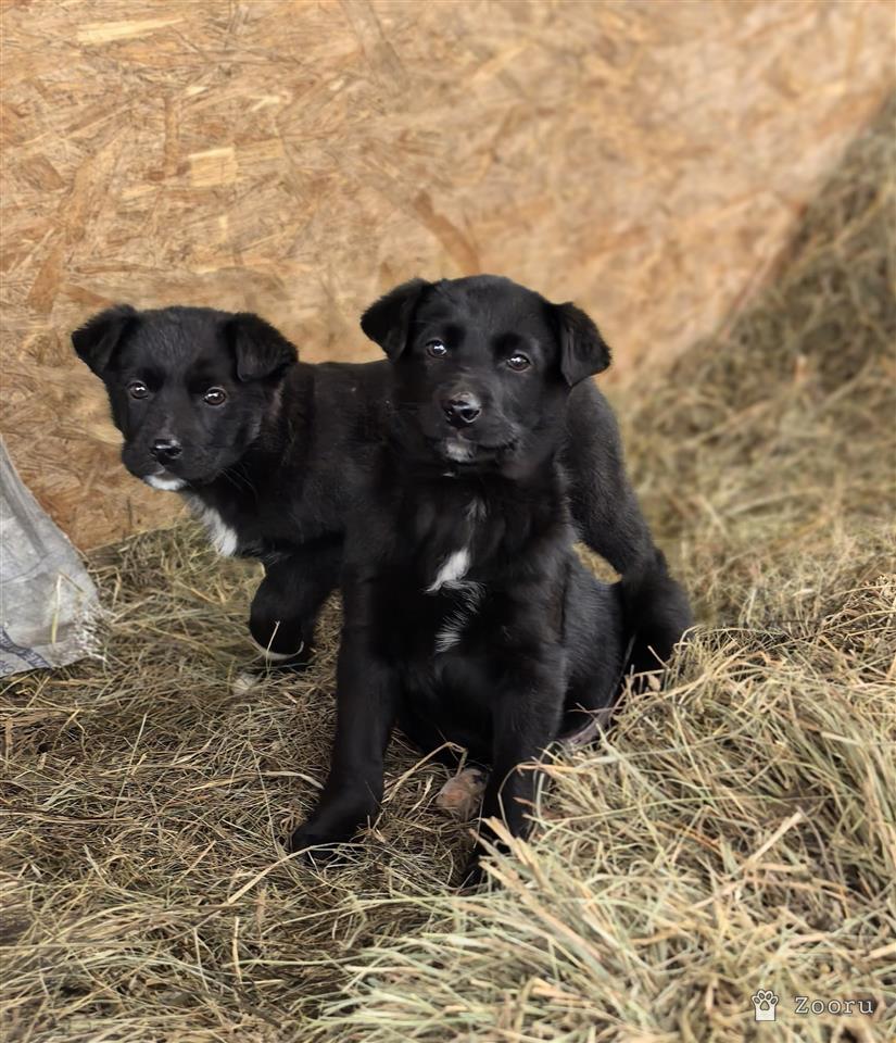 ФУНТИК И ГАЕЧКА