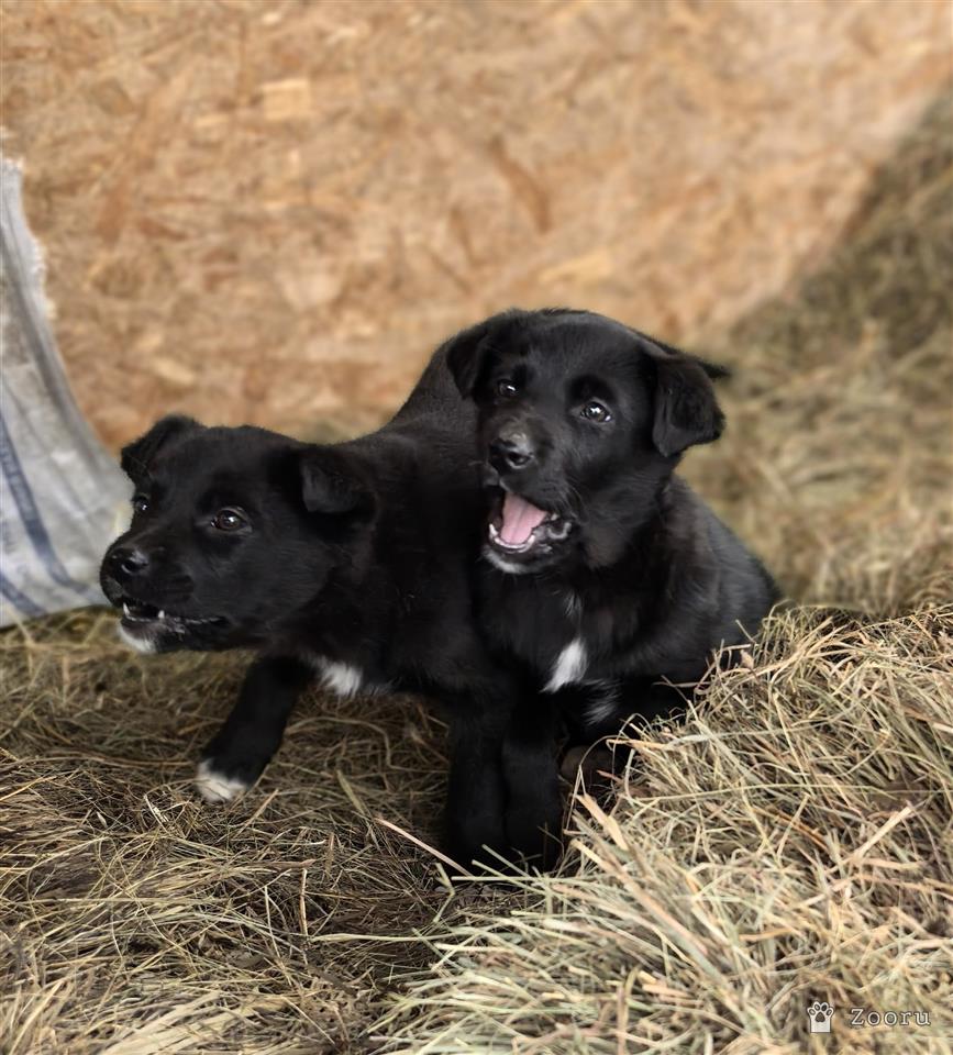 ФУНТИК И ГАЕЧКА