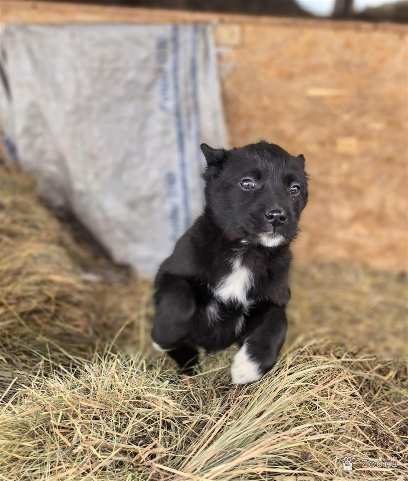 ФУНТИК И ГАЕЧКА