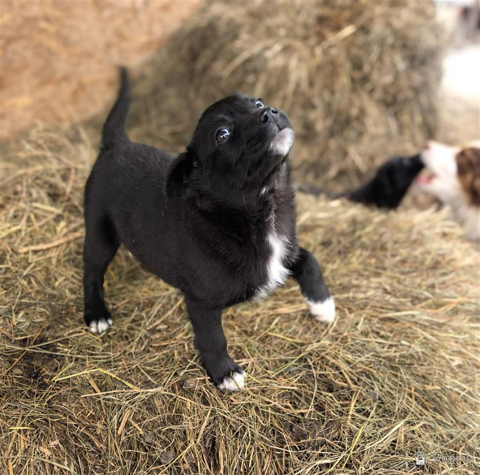 ФУНТИК И ГАЕЧКА