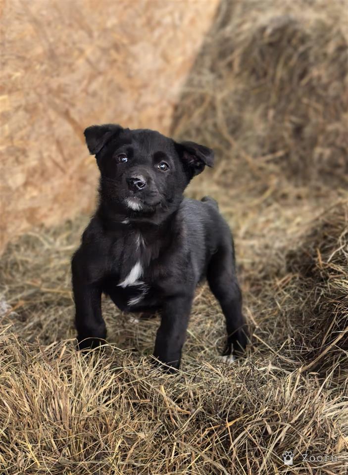 ФУНТИК И ГАЕЧКА