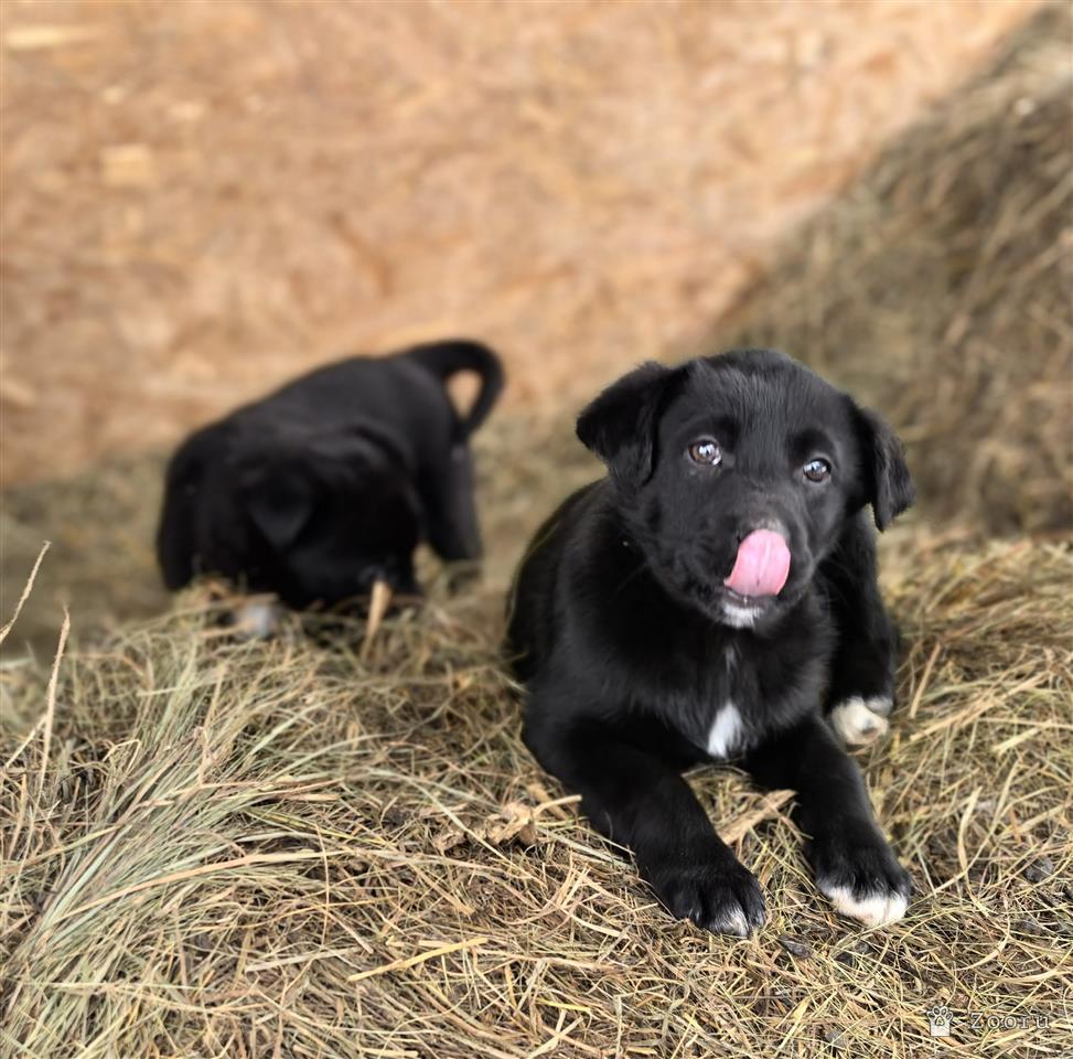 ФУНТИК И ГАЕЧКА