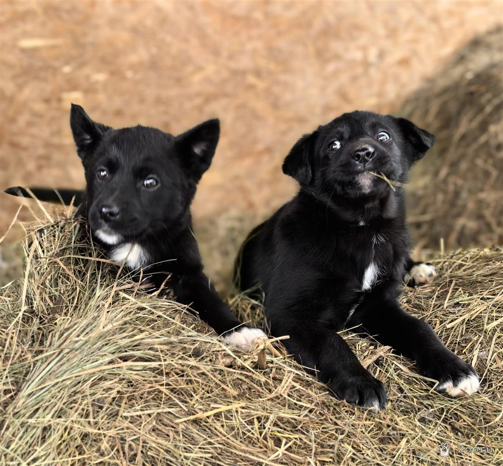 ФУНТИК И ГАЕЧКА