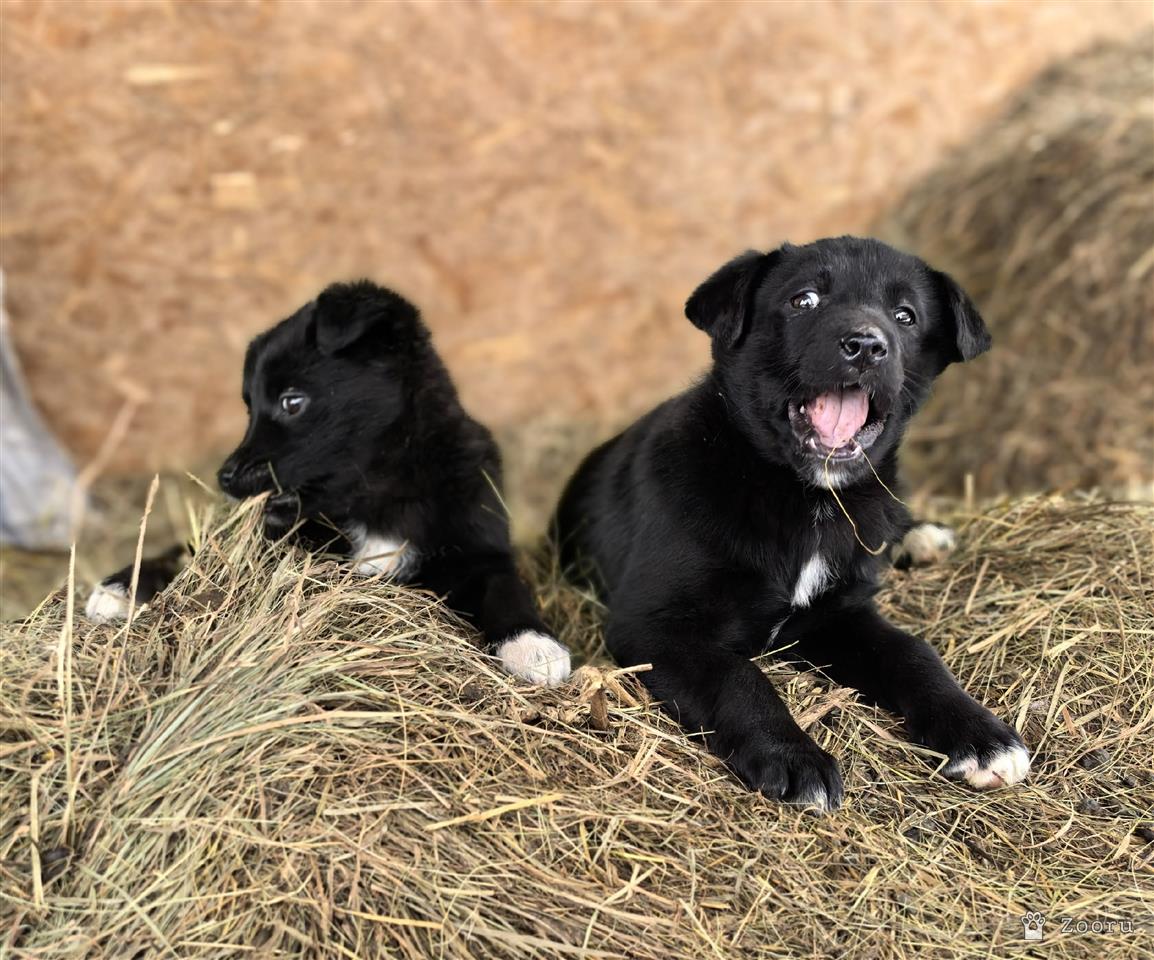 ФУНТИК И ГАЕЧКА