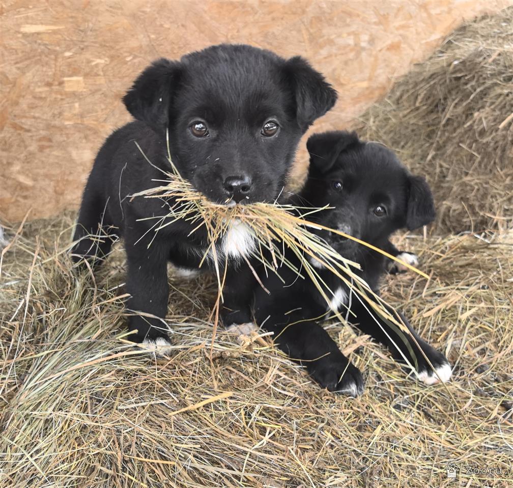 ФУНТИК И ГАЕЧКА