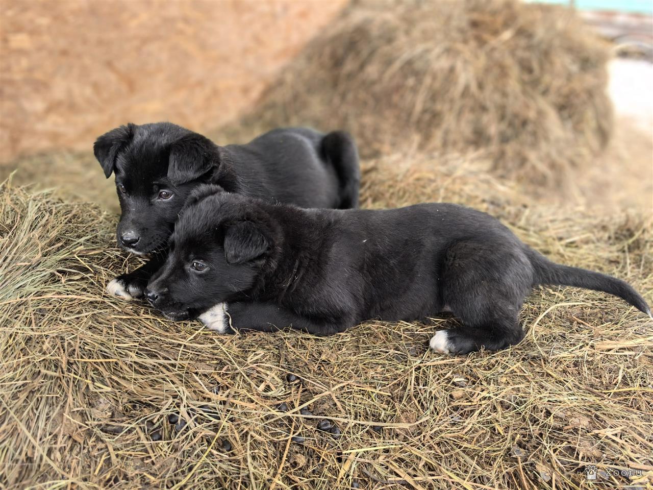 ФУНТИК И ГАЕЧКА