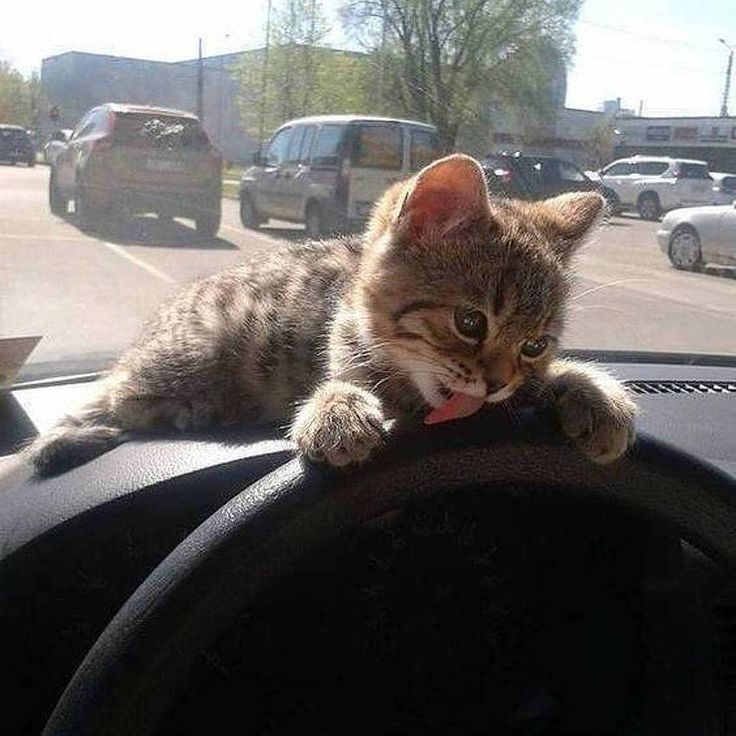Зоотакси в Челябинске