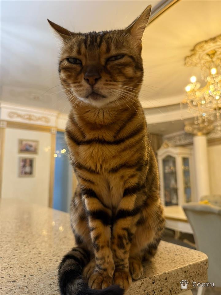 Стеша