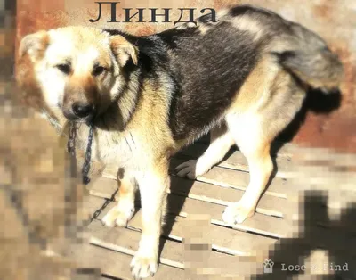 Линда ищет дом 