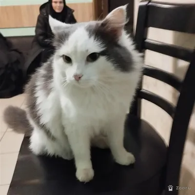 Кот БЕЛЯШЕК.В добрые руки.