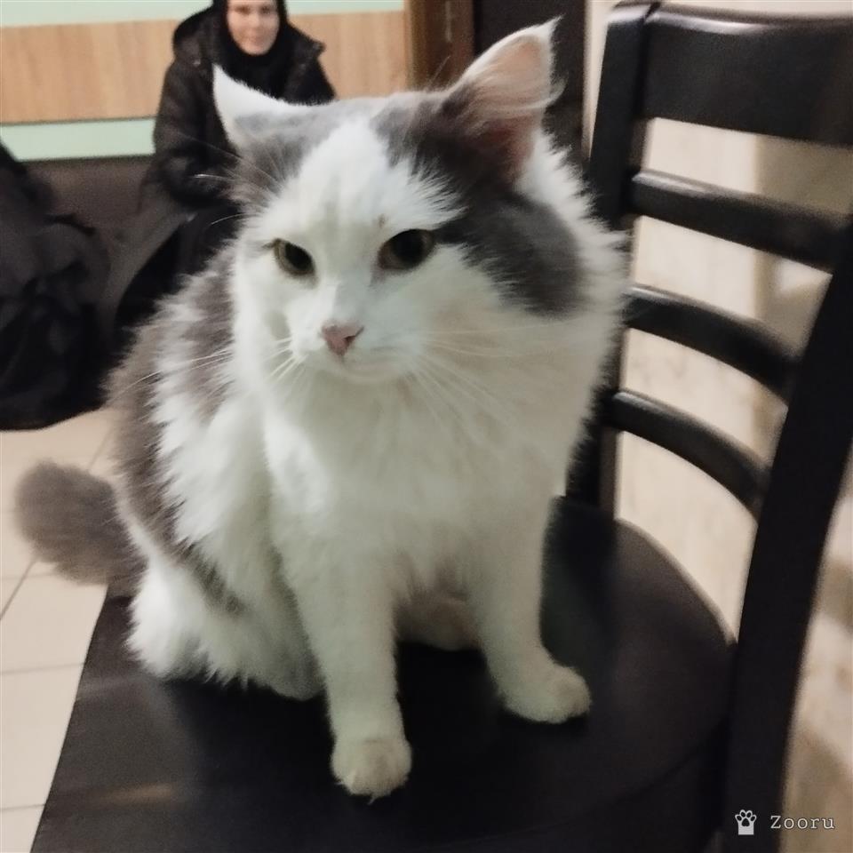 Кот БЕЛЯШЕК.В добрые руки.