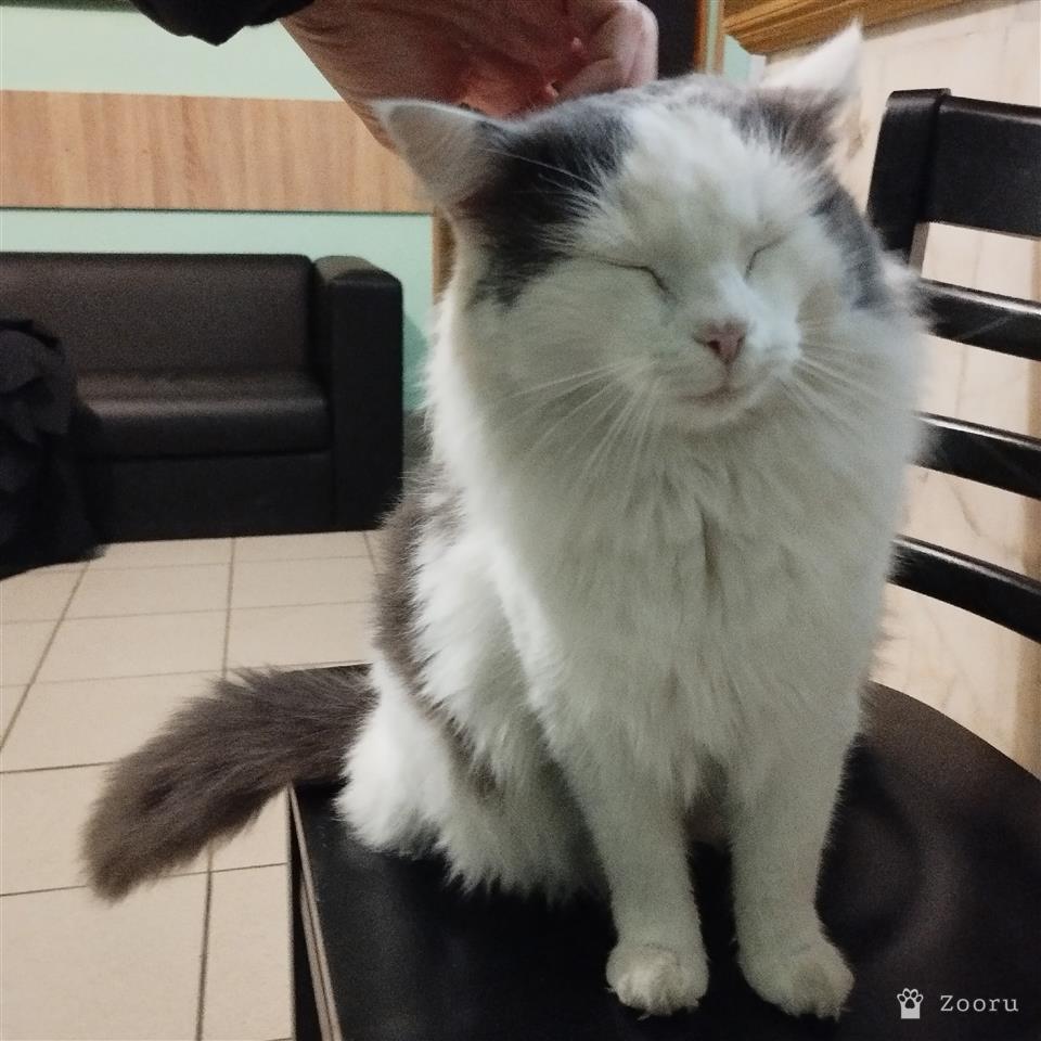 Кот БЕЛЯШЕК.В добрые руки.