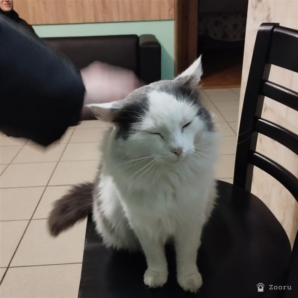 Кот БЕЛЯШЕК.В добрые руки.