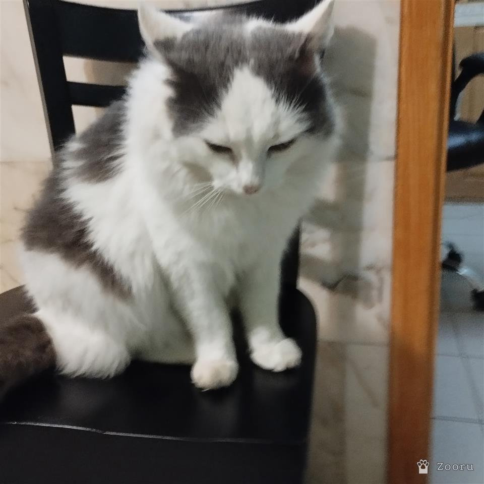 Кот БЕЛЯШЕК.В добрые руки.