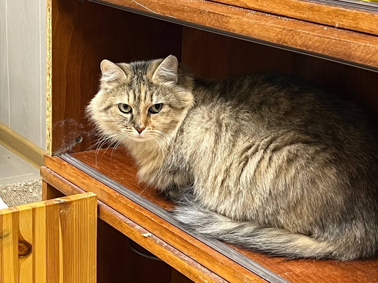 Кошка Мошка