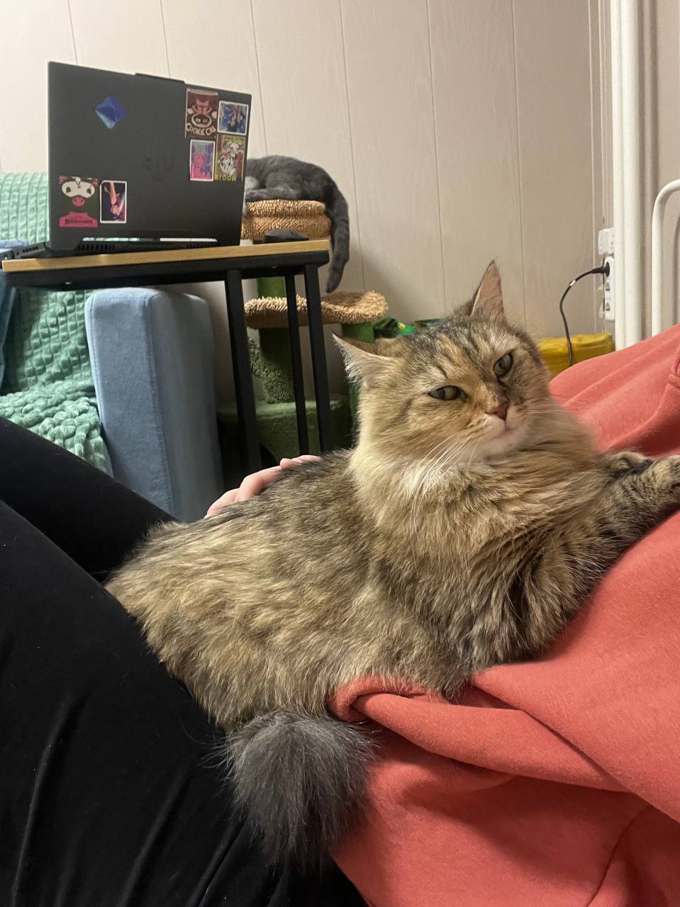 Кошка Мошка