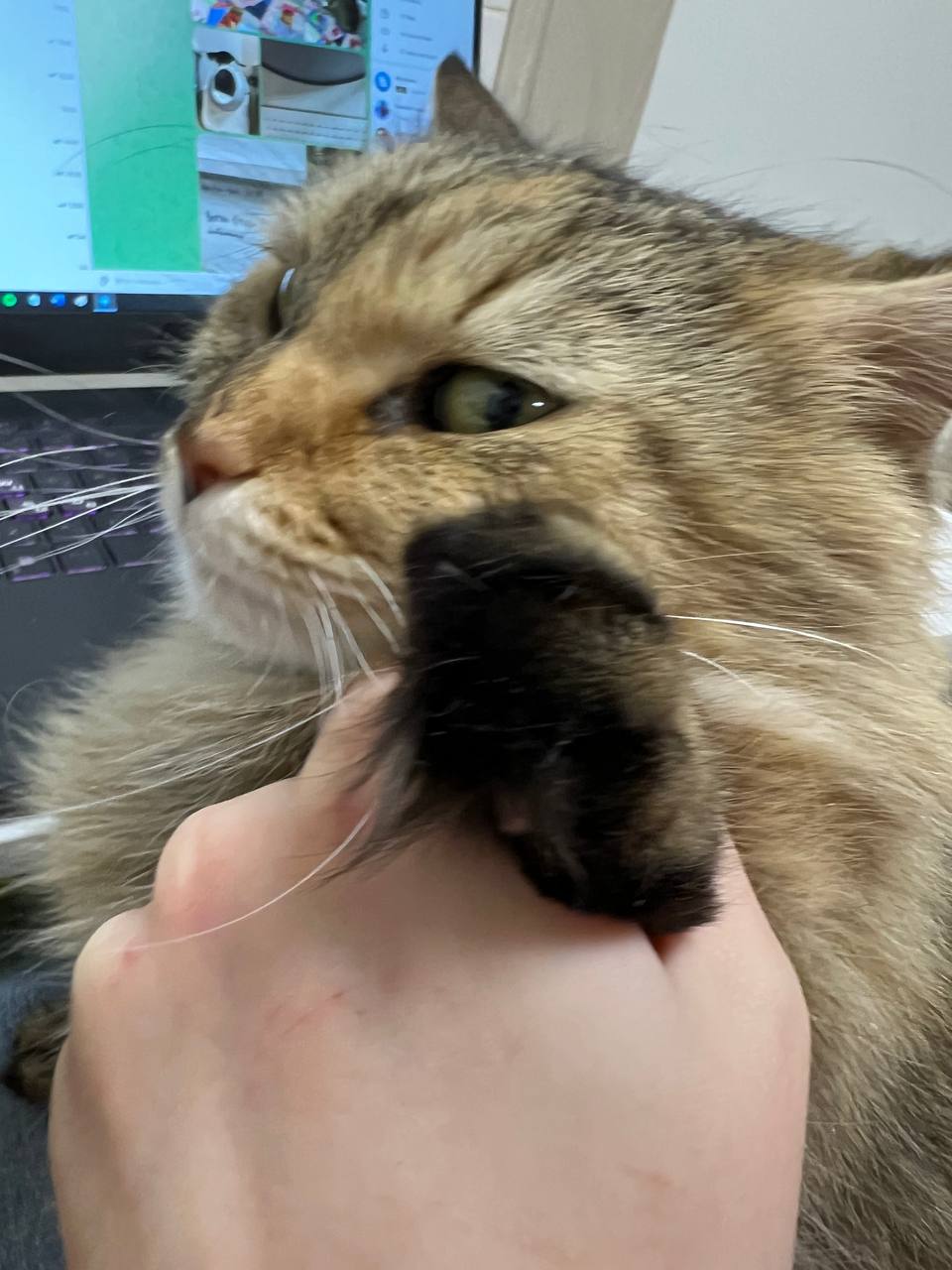 Кошка Мошка