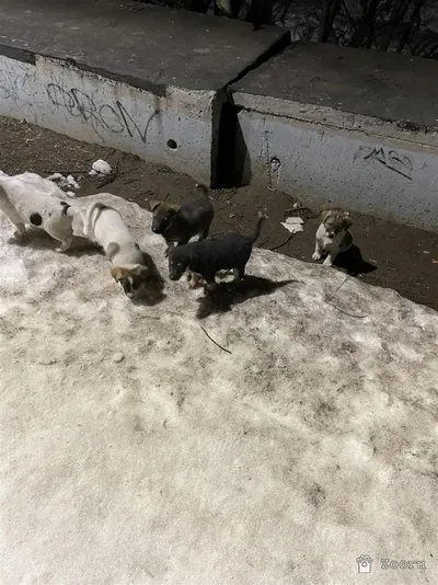 Семейка ДВОРЯН 