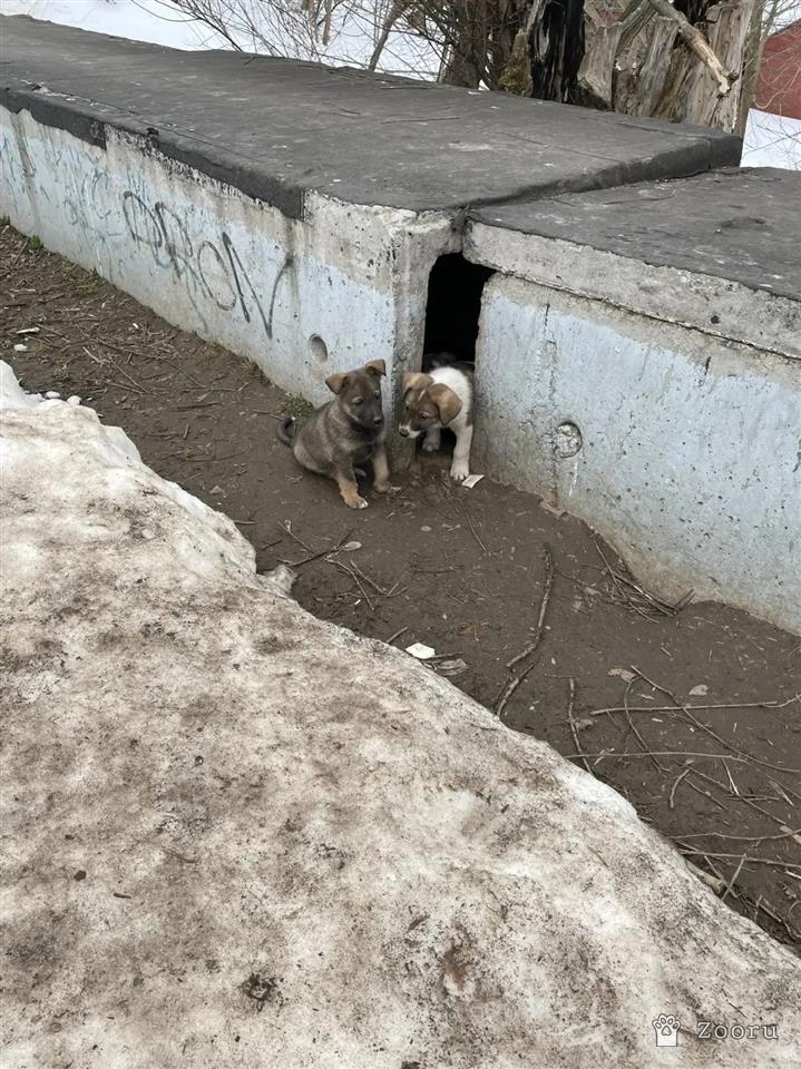 Семейка ДВОРЯН 