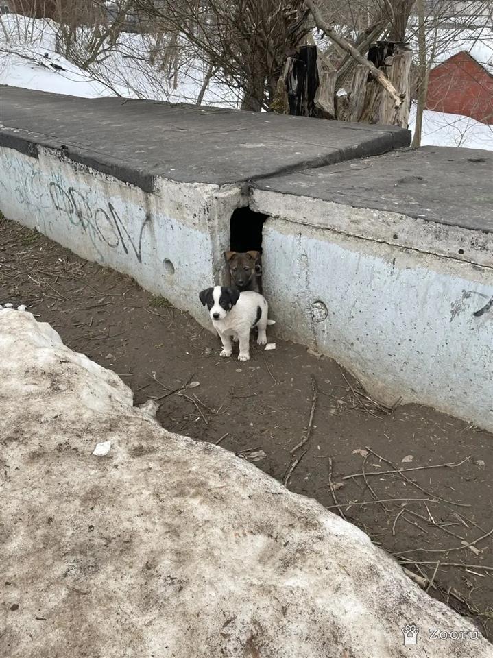 Семейка ДВОРЯН 