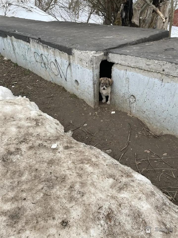 Семейка ДВОРЯН 