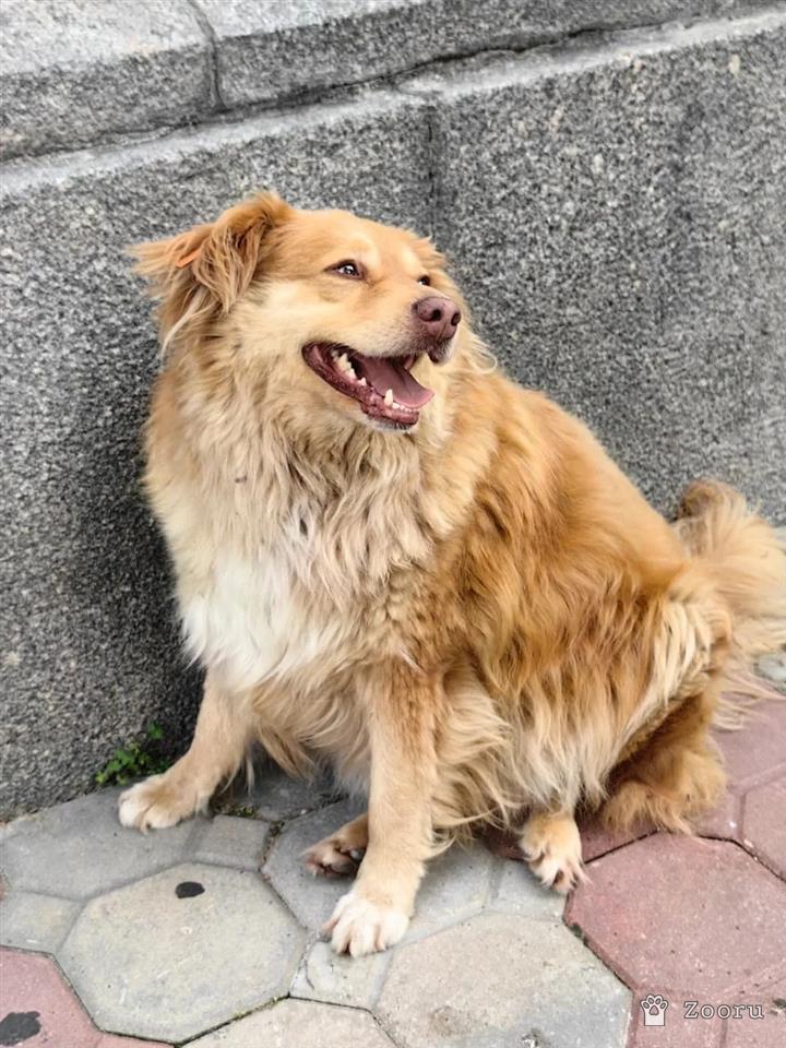 Рыжий