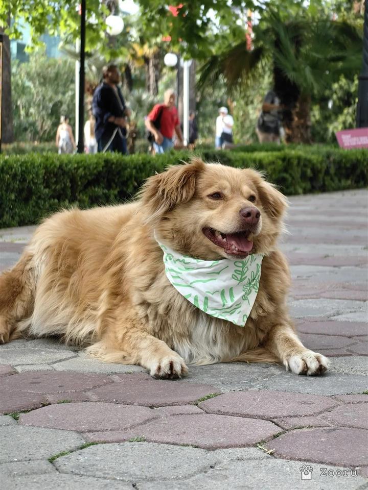 Рыжий
