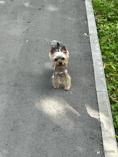 ПОТЕРЯЛАСЬ СОБАКА