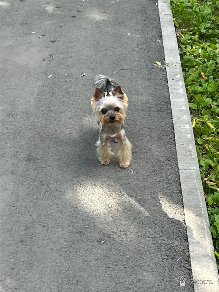 ПОТЕРЯЛАСЬ СОБАКА