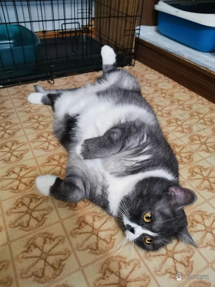 Фиона