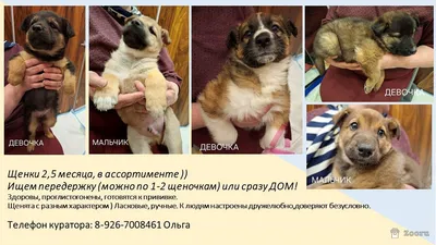 Маленькие пушистые комочки