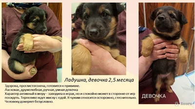 Маленькие пушистые комочки