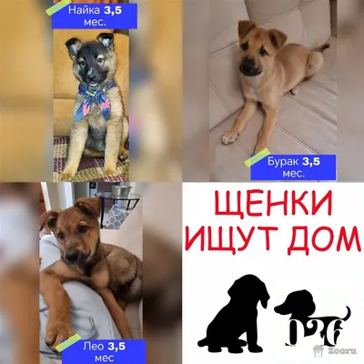 Маленькие пушистые комочки