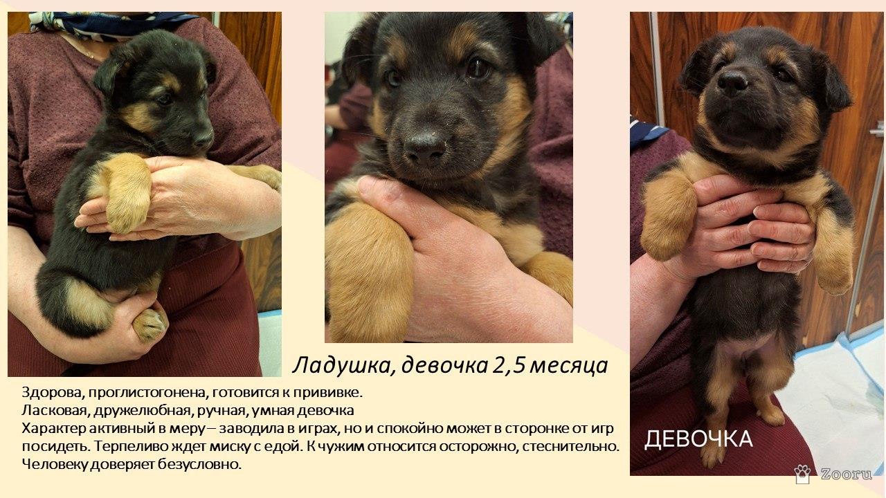 Маленькие пушистые комочки