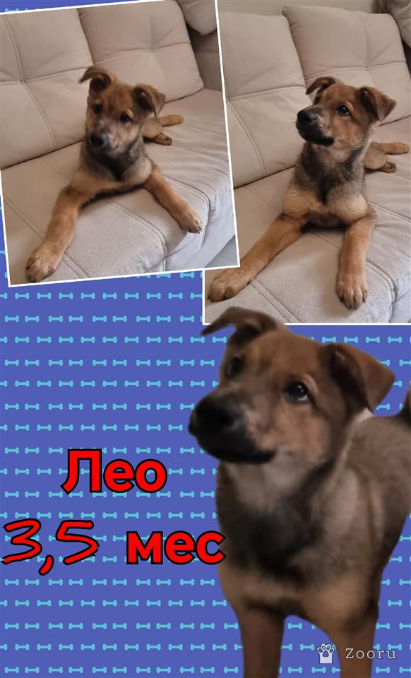 Маленькие пушистые комочки