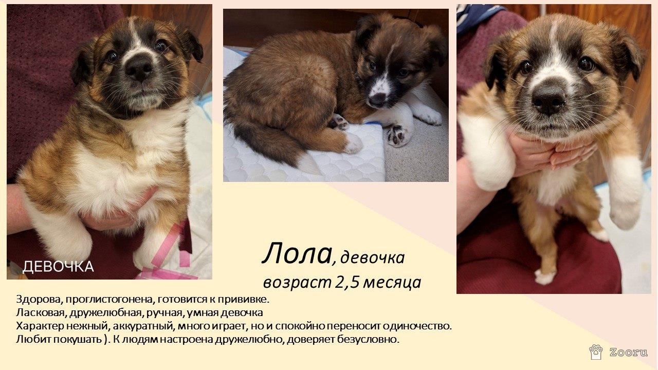 Маленькие пушистые комочки