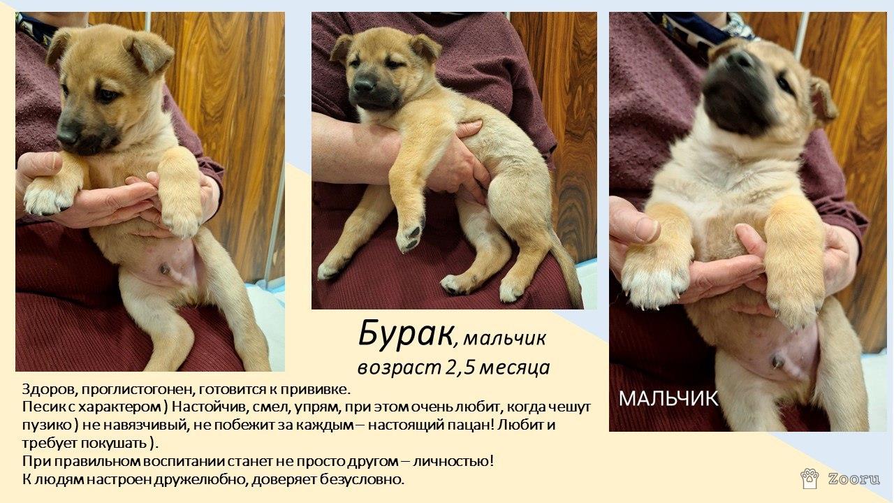 Маленькие пушистые комочки