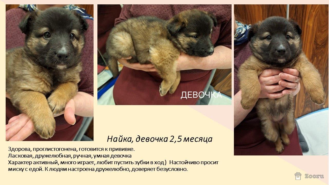 Маленькие пушистые комочки