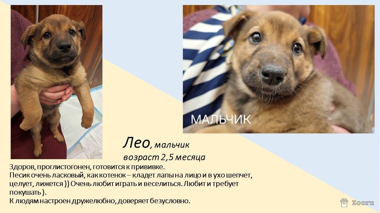 Маленькие пушистые комочки