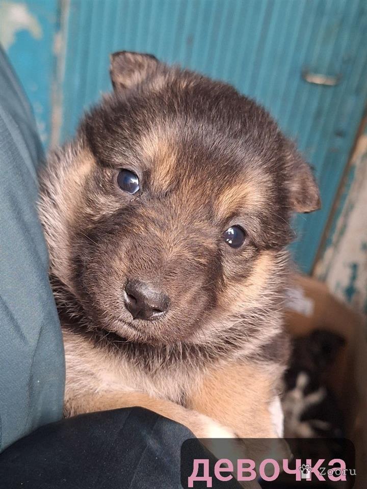 Маленькие пушистые комочки